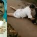 street dog attack | Bignewslive