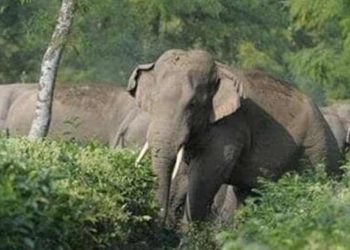 ആനപ്പക! കുട്ടിയാനയെ കൊന്ന് കുഴിച്ചിട്ട ഗ്രാമവാസികളെ ചവിട്ടിയരച്ച് കാട്ടാനക്കൂട്ടം; ഒരു മരണം