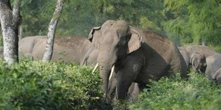 ആനപ്പക! കുട്ടിയാനയെ കൊന്ന് കുഴിച്ചിട്ട ഗ്രാമവാസികളെ ചവിട്ടിയരച്ച് കാട്ടാനക്കൂട്ടം; ഒരു മരണം