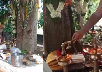 പാലക്കാട്ടെ ഗ്രാമത്തിന് ഐശ്വര്യം വരാന് ആലും ആര്യ വേപ്പും വിവാഹം ചെയ്തു! വാദ്യ മേളും വിവാഹസദ്യയും ഒരുക്കി നാട്ടുകാരും!