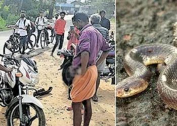 കാലില് ചുറ്റി വിഷ പാമ്പ് കുടഞ്ഞു കളഞ്ഞപ്പോള് ബൈക്കിനകത്ത് കയറി; ബൈക്ക് അഴിച്ചുള്ള പരിശോധനയില് പുറത്തേക്കും; മണിക്കൂറുകള്ക്ക് ശേഷം ആശ്വാസം!