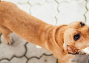 Street Dog | Bignewslive