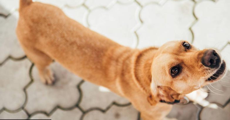 Street Dog | Bignewslive