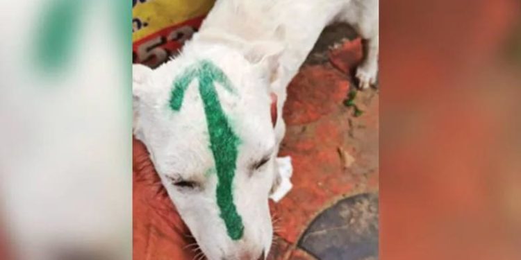 Metallic paint | Bignewslive