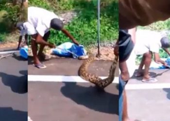 നാഗാലാന്ഡ് ടു കോട്ടയം: ലോറിയില് കിലോമീറ്ററുകള് താണ്ടി പെരുമ്പാമ്പിന്റെ സുഖ യാത്ര