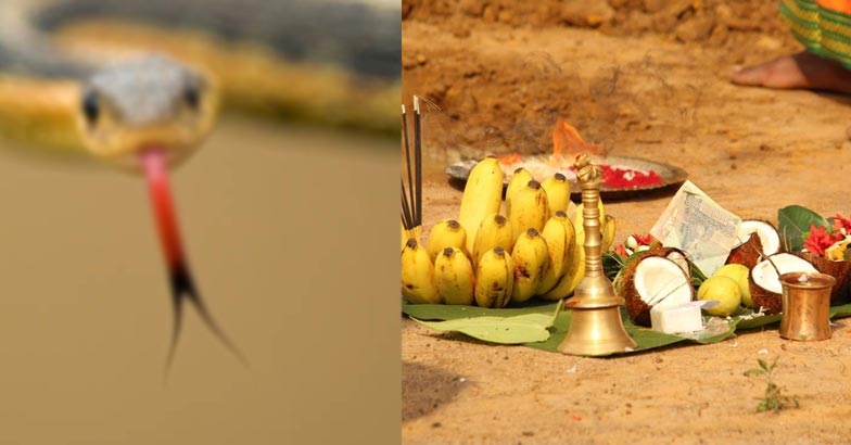 Snake bites | Bignewslive