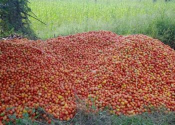 കിലോയ്ക്ക് നാല് രൂപ: കിലോക്കണക്കിന് തക്കാളി റോഡരികിലേക്ക് വലിച്ചെറിഞ്ഞ്  കര്‍ഷകര്‍