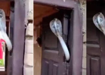 വീടിന്റെ മുന്വാതിലിന്റെ വിടവില് പത്തിവിടര്ത്തി കൊത്താനാഞ്ഞ് മൂര്ഖന്! വീഡിയോ ചിത്രീകരിച്ച ആള്ക്ക് നേരേയും ആക്രമണം; ഒടുവില്!