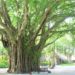 banyan tree | bignewslive