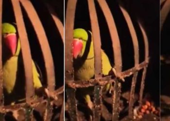 മദ്യമാഫിയ തലവനെ പൊക്കാന്‍ പോയി; കിട്ടിയത് വീട്ടിലെ തത്തയെ; വിടാതെ ചോദ്യം ചെയ്ത് പോലീസ്; വീഡിയോ വൈറല്‍