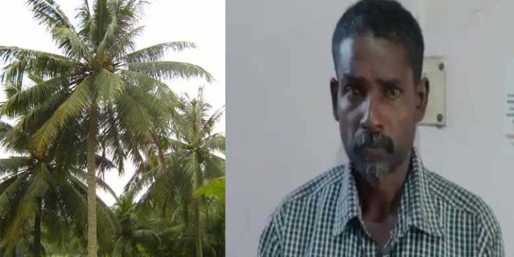 coconut tree| bignewslive