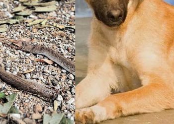 Sunny's family | Bignewslive