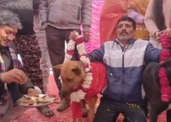 വളര്ത്തുനായകള്ക്ക് ആഢംബര വിവാഹം: ധോള് മേളവും ഡാന്സുമായി ലക്ഷങ്ങള് പൊടിച്ച വിവാഹം