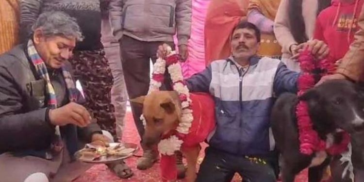 വളര്ത്തുനായകള്ക്ക് ആഢംബര വിവാഹം: ധോള് മേളവും ഡാന്സുമായി ലക്ഷങ്ങള് പൊടിച്ച വിവാഹം