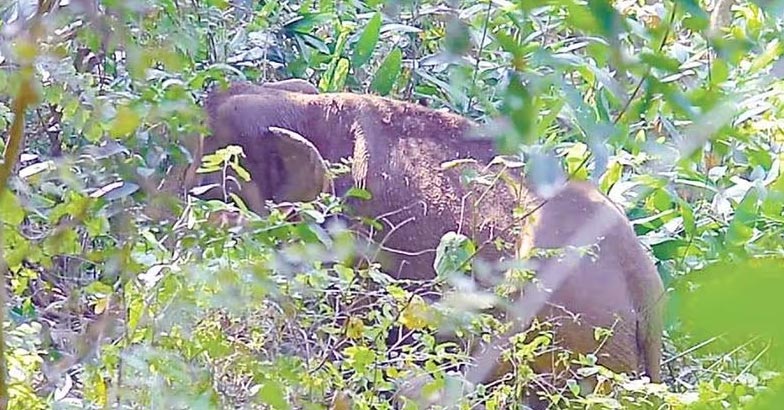 Wild elephants | Bignewslive