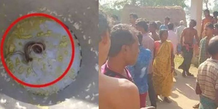 ഉച്ചഭക്ഷണത്തില്‍ പാമ്പ്: ബംഗാളിലെ വിദ്യാര്‍ഥികള്‍ ആശുപത്രിയില്‍, സ്‌കൂളിനെതിരെ പ്രതിഷേധം