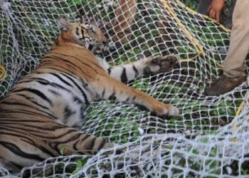 കര്ഷകനെ ആക്രമിച്ച കടുവയെ പിടികൂടി: വീണ്ടും കടുവയുടെ ആക്രമണം, പശുക്കിടാവ് ചത്തു