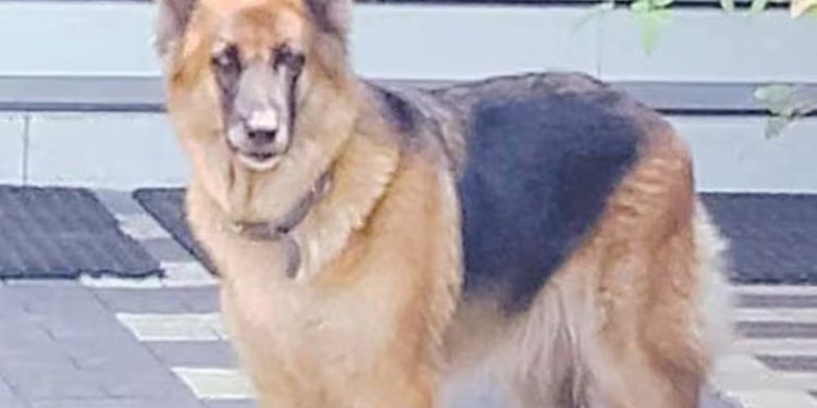 snake bite | Bignewslive