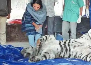 വയനാട്ടില്‍ ഭീതി പരത്തിയ കടുവ ചത്തത് കഴുത്തില്‍ കുരുക്ക് മുറുകി; തോട്ടമുടമയുടെ പേരില്‍ കേസെടുത്തു; തിരിച്ച് കേസ് നല്‍കി അന്‍പുകുത്തിയിലെ മുഹമ്മദ്