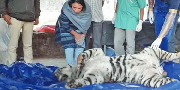 വയനാട്ടില്‍ ഭീതി പരത്തിയ കടുവ ചത്തത് കഴുത്തില്‍ കുരുക്ക് മുറുകി; തോട്ടമുടമയുടെ പേരില്‍ കേസെടുത്തു; തിരിച്ച് കേസ് നല്‍കി അന്‍പുകുത്തിയിലെ മുഹമ്മദ്