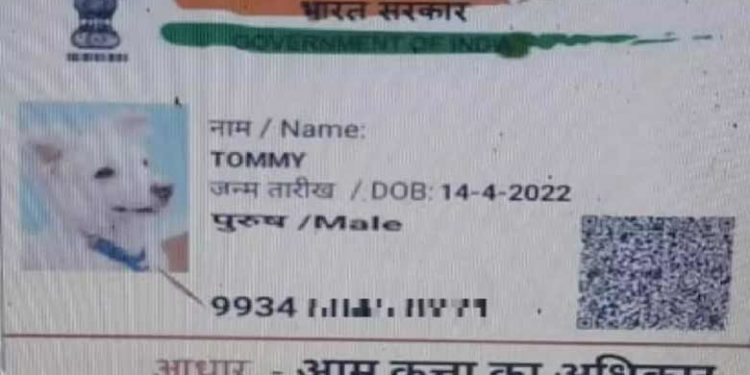 ജാതി സര്‍ട്ടിഫിക്കറ്റിന് അപേക്ഷ നല്‍കി ‘ടോമി നായ’; ആധാര്‍ കാര്‍ഡും ഹാജരാക്കി;  പോലീസ് അന്വേഷണം