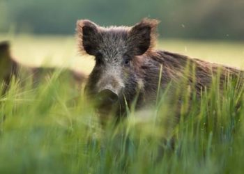 മകളുടെ നേര്‍ക്ക് ചാടി വീണ് കാട്ടുപന്നി: സ്വന്തം ജീവന്‍ കൊടുത്ത് മകളെ രക്ഷിച്ച് അമ്മ