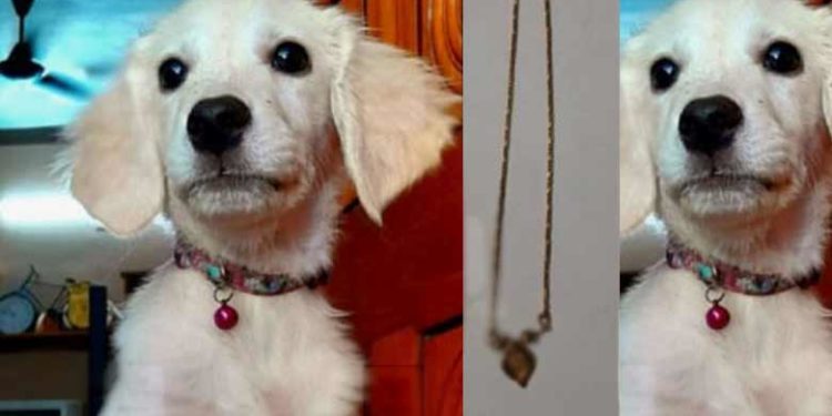 ‘എന്നാലും എന്റെ ഡെയ്‌സി’! സ്വർണവില കുതിക്കുന്നതിനിടെ മൂന്നു പവന്റെ മാല വിഴുങ്ങി പാലക്കാട്ടെ വളർത്തുനായ്ക്കുട്ടി;കണ്ടെത്തിയത് എക്‌സ്‌റേയിൽ