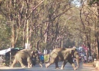 കാട്ടാന തിരിഞ്ഞെത്തിയപ്പോൾ ബോധരഹിതനായി വീണു; മുസ്തഫയെ കാലു കൊണ്ട് തട്ടി വലം വെച്ച് തിരികെ കാട് കയറി കൊമ്പൻ; ഞെട്ടവിറക്കുന്ന അനുഭവം