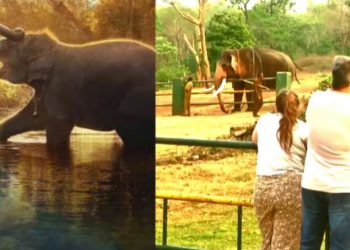 രഘുവും അമ്മുവും തിരക്കിലാണ്: സൂപ്പര് താരങ്ങളെ തേടി തപ്പക്കാട് ആന സങ്കേതത്തിലേക്ക് ആരാധകരുടെ ഒഴുക്ക്