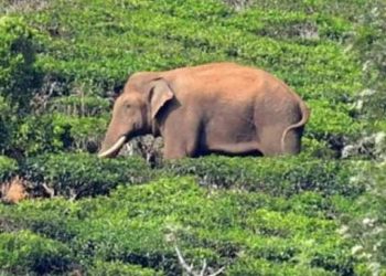 പിടികൂടാനുള്ള ദൗത്യം ആരംഭിച്ചപ്പോൾ ‘മുങ്ങിയ’ അരിക്കൊമ്പൻ ദൗത്യം അവസാനിപ്പിച്ചതോടെ ‘പൊങ്ങി’; കണ്ടെത്തിയത് ശങ്കരപാണ്ഡ്യമേട്ടിൽ; നാളെ മിഷൻ തുടരും