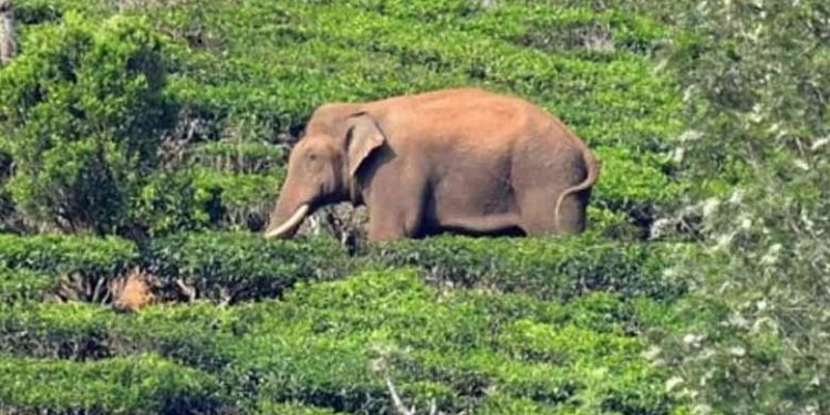 പിടികൂടാനുള്ള ദൗത്യം ആരംഭിച്ചപ്പോൾ ‘മുങ്ങിയ’ അരിക്കൊമ്പൻ ദൗത്യം അവസാനിപ്പിച്ചതോടെ ‘പൊങ്ങി’; കണ്ടെത്തിയത് ശങ്കരപാണ്ഡ്യമേട്ടിൽ; നാളെ മിഷൻ തുടരും