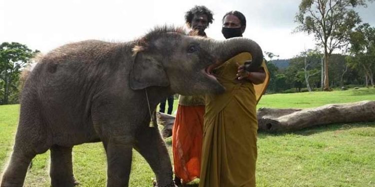 ഓസ്കാർ പുരസ്കാര നിറവിനിടെ ബൊമ്മനും ബെല്ലിക്കും കണ്ണീർ; പാപ്പാൻ ദമ്പതികൾ സംരക്ഷിച്ചു വന്ന കുട്ടിക്കൊമ്പൻ ചരിഞ്ഞു