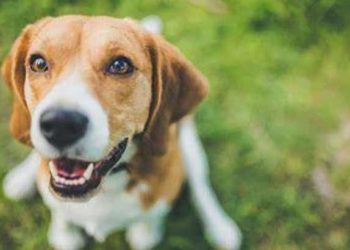 เด
เดฏเตฝเดตเดพเดธเดฟเดฏเตเดเต เดจเดพเดฏ เดธเตเดฅเดฟเดฐเดฎเดพเดฏเดฟ เดเดพเดฑเดฟเตฝ เดฎเตเดคเตเดฐเดฎเตเดดเดฟเดเตเดเตเดจเตเดจเต; เดเตเดเตเดเดฟเดฏเดฟเดเดพเตป เดชเดฑเดเตเดเดคเดฟเดจเต เดฏเตเดตเดพเดตเดฟเดจเต เดฎเตผเดฆเตเดฆเดจเด, เดธเดพเดฐเดฎเดพเดฏ เดชเดฐเดฟเดเตเดเต