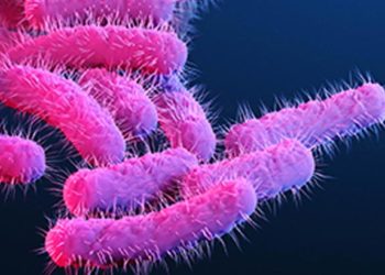 കുഴിമന്തി കഴിച്ചതിന് പിന്നാലെ ഛര്‍ദിയും വയറിളക്കവും: നാല് വയസ്സുകാരന് ഷിഗെല്ല സ്ഥിരീകരിച്ചു