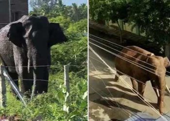 കമ്പത്തെ വിറപ്പിച്ച അരികൊമ്പൻ കാടുകയറി; മയക്കുവെടി വെയ്ക്കില്ല; 30 വരെ കമ്പത്ത് നിരോധനാജ്ഞ