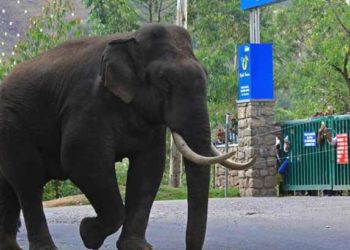അരിക്കൊമ്പന് പിന്നാലെ മൂന്നാറിന് ആശങ്കയായി പടയപ്പ; വനം വകുപ്പ് തിരിഞ്ഞു നോക്കുന്നില്ലെന്ന് നാട്ടുകാർ; ആനയെ കാടു കയറ്റണമെന്നും നിരീക്ഷിക്കണമെന്നും ആവശ്യം