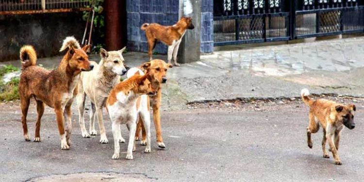 തൃശൂരിൽ തെരുവുനായയുടെ കടിയേറ്റ എട്ടുപേർ മെഡിക്കൽ കോളേജിൽ ചികിത്സയിൽ; നായയെ തല്ലിക്കൊന്ന് നാട്ടുകാർ