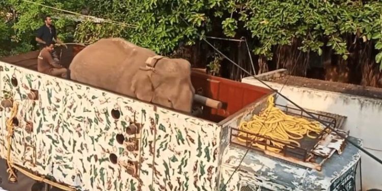 മുറിവുകള്‍ക്ക് ചികിത്സ നല്‍കി: അരിക്കൊമ്പനെ മുണ്ടന്‍തുറെ കടുവാ സങ്കേതത്തില്‍ തുറന്നുവിട്ടു