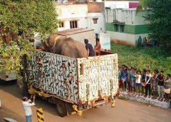അരികൊമ്പനെ പൂട്ടി തമിഴ്‌നാട്; ഇനി മുണ്ടൻതുറൈ കടുവാ സങ്കേതത്തിലേക്ക്