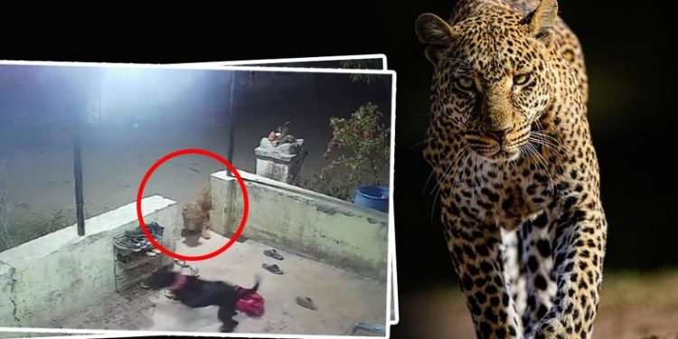 വളര്ത്തുനായയെ കൊന്ന പുലിയെ കൊലപ്പെടുത്തി: സെക്യൂരിറ്റി ഗാര്ഡ് അറസ്റ്റില്