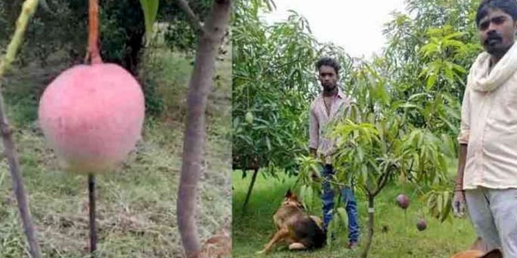 മാമ്പഴത്തിന്റെ ഫോട്ടോ സോഷ്യല്‍ മീഡിയയില്‍ പങ്കുവച്ചു: നിമിഷങ്ങള്‍ക്കുള്ളില്‍ 2.5 ലക്ഷം രൂപയുടെ മാമ്പഴം മോഷണം പോയി