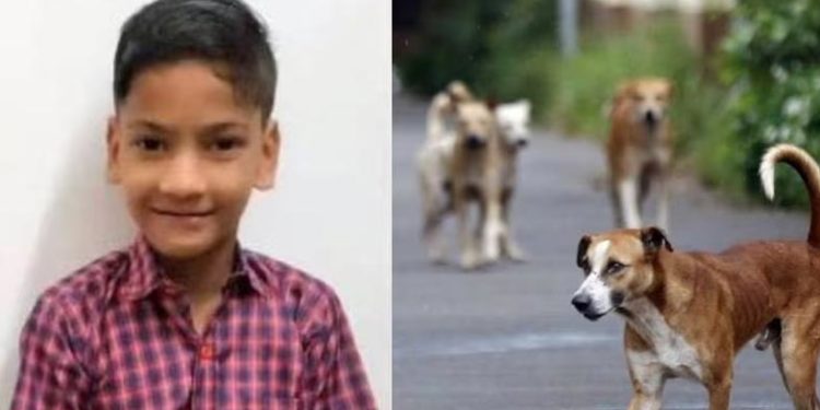 തെരുവു നായ്ക്കളുടെ ആക്രമണത്തില്‍ കൊല്ലപ്പെട്ട നിഹാലിന്റെ കുടുംബത്തിന് 10 ലക്ഷം രൂപ ധനസഹായം