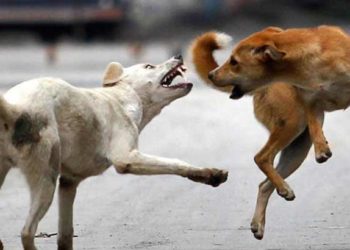 നിഹാലിന് നേരെ ഉണ്ടായത് കൂട്ടമായ ആക്രമണം; തല മുതൽ കാൽ വരെ കടിയേറ്റു; വയറ്റിലും തുടയിലും ഏറ്റ മുറിവുകൾ മരണകാരണമായെന്ന് പോസ്റ്റ്മോർട്ടം റിപ്പോർട്ട്