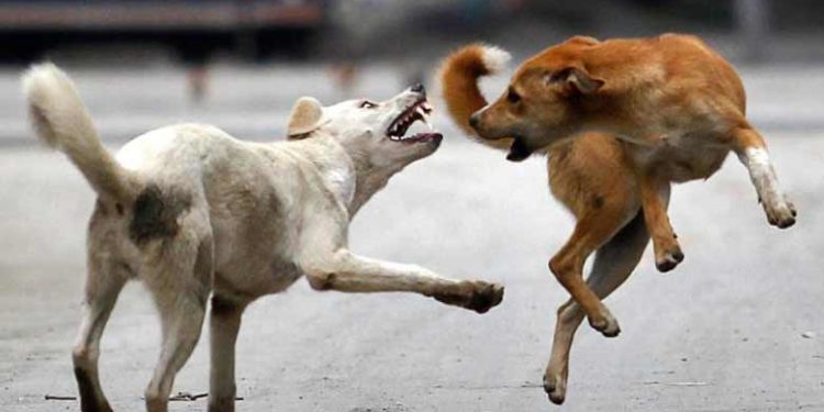 നിഹാലിന് നേരെ ഉണ്ടായത് കൂട്ടമായ ആക്രമണം;  തല മുതൽ കാൽ വരെ കടിയേറ്റു; വയറ്റിലും തുടയിലും ഏറ്റ മുറിവുകൾ മരണകാരണമായെന്ന് പോസ്റ്റ്‌മോർട്ടം റിപ്പോർട്ട്