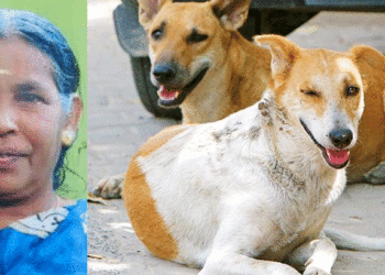 തെരുവ് നായ ആക്രമണം; ചികിത്സയ്ക്കിടെ പേവിഷബാധ സ്ഥിരീകരിച്ചു, ഒടുവില് മരണത്തിന് കീഴടങ്ങി വീട്ടമ്മ