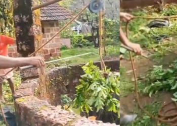 ട്രെയിനിംഗ് കിട്ടിയ ‘പാമ്പ്’: വൈറലായി ശംഖുവരയന്റെ റെസ്‌ക്യൂ