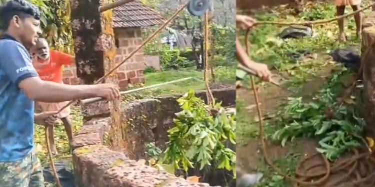 ട്രെയിനിംഗ് കിട്ടിയ ‘പാമ്പ്’: വൈറലായി ശംഖുവരയന്റെ റെസ്‌ക്യൂ