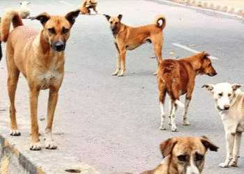 വിദ്യാര്ത്ഥിക്കരികിലേക്ക് പാഞ്ഞടുത്ത് ഒരു കൂട്ടം തെരുവ് നായ്ക്കള്; കുട്ടി രക്ഷപ്പെട്ടത് തലനാരിഴയ്ക്ക്