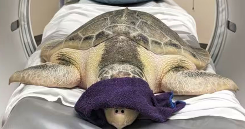 turtle