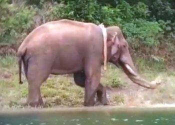 അരിക്കൊമ്പന്‍ പുതിയ കുടുംബത്തിനൊപ്പം സന്തുഷ്ടനാണ്; പുതിയ ചിത്രങ്ങള്‍ പുറത്തുവിട്ട് തമിഴ്‌നാട്